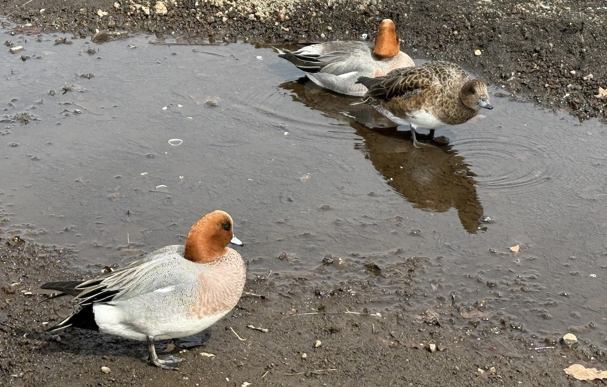 Canard siffleur - ML654885606