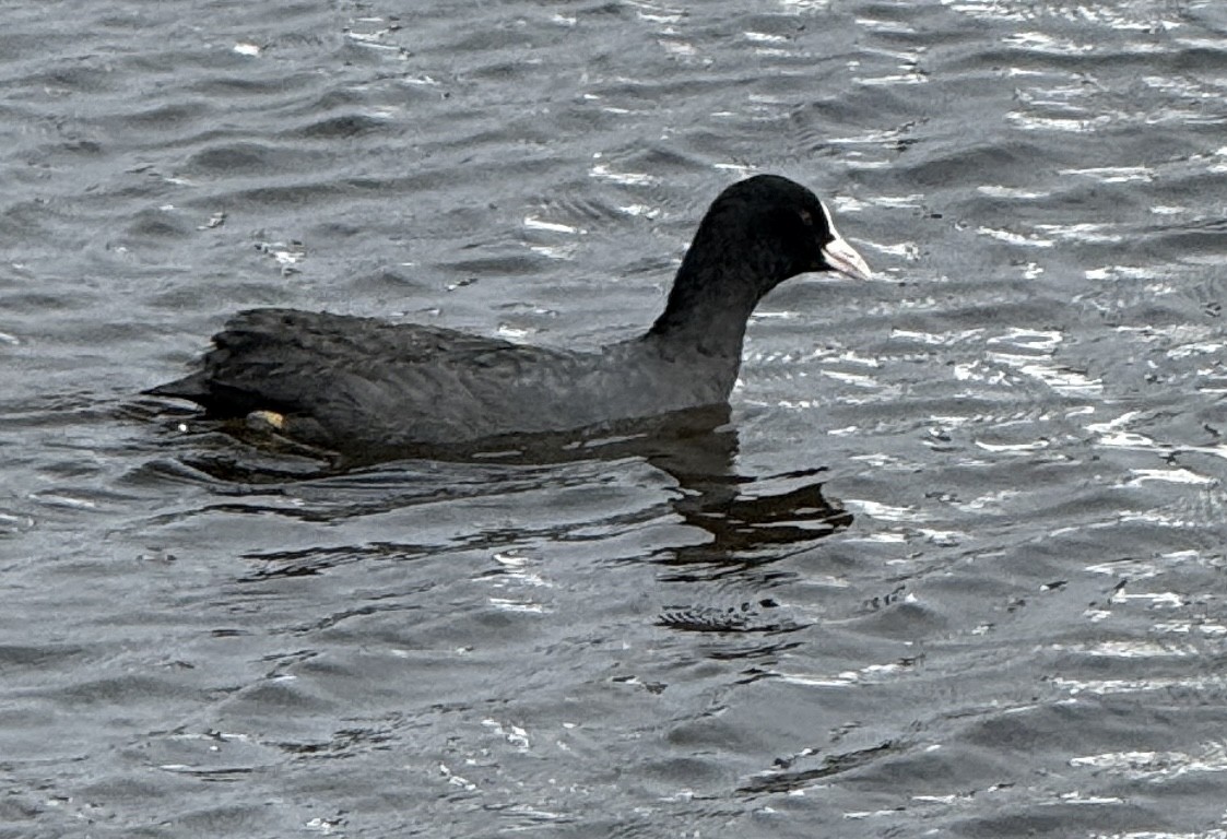 Foulque macroule - ML654885729