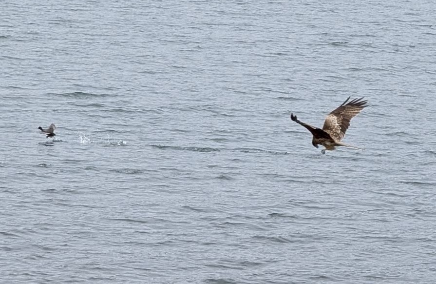 Milan noir - ML654885756