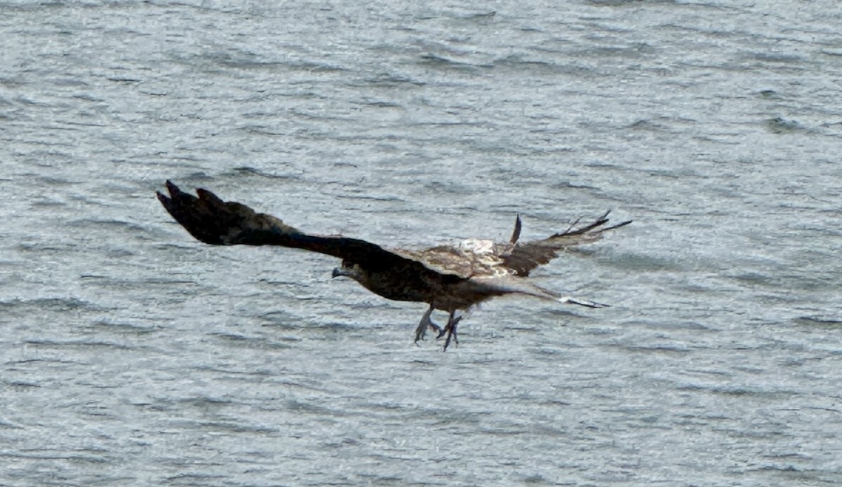 Milan noir - ML654885757