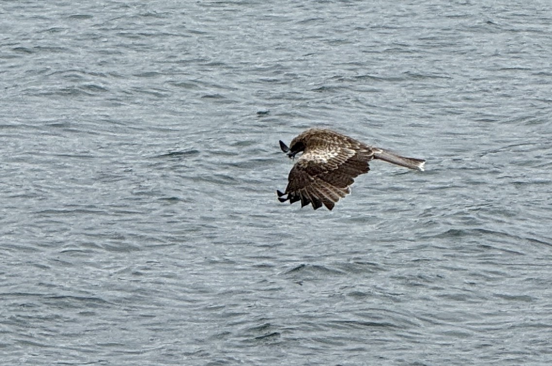 Milan noir - ML654885758