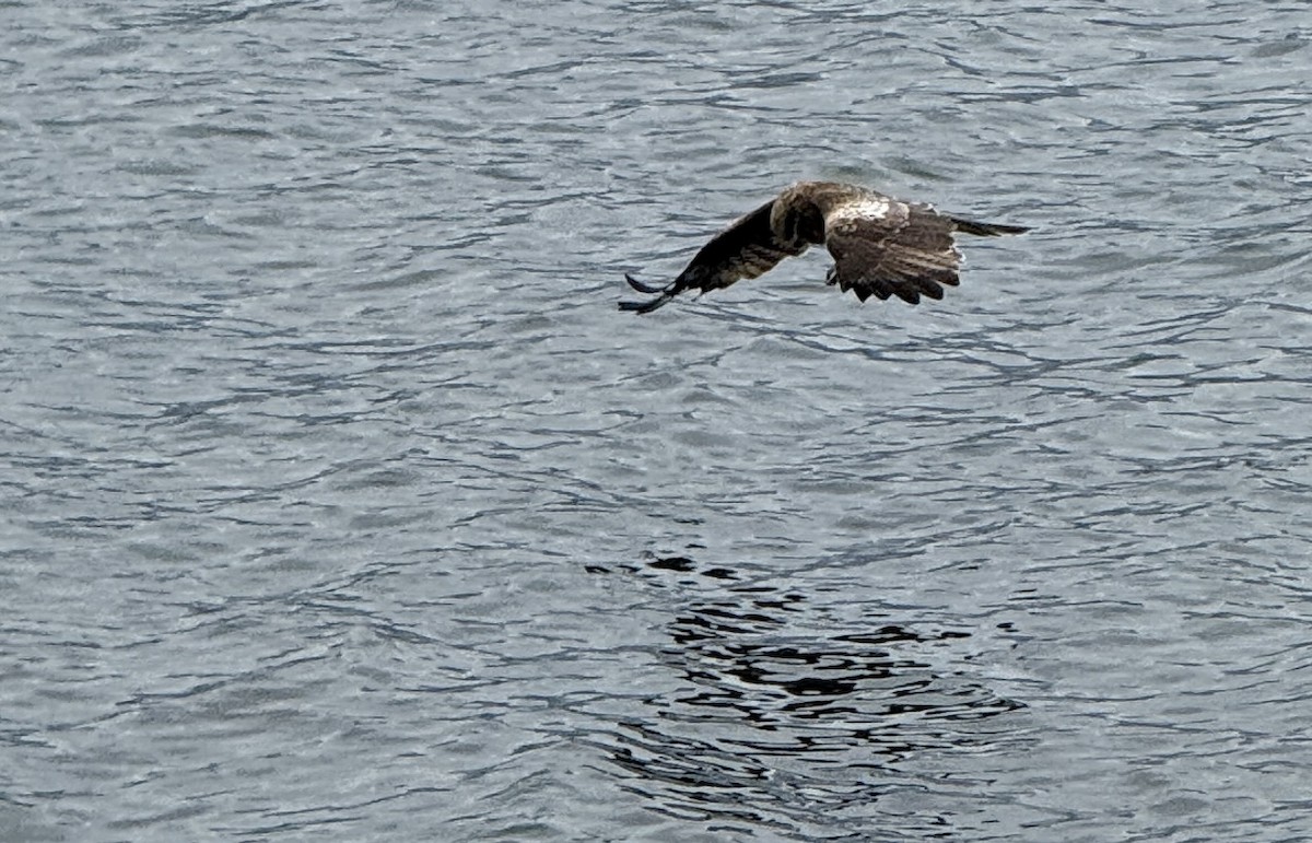 Milan noir - ML654885759