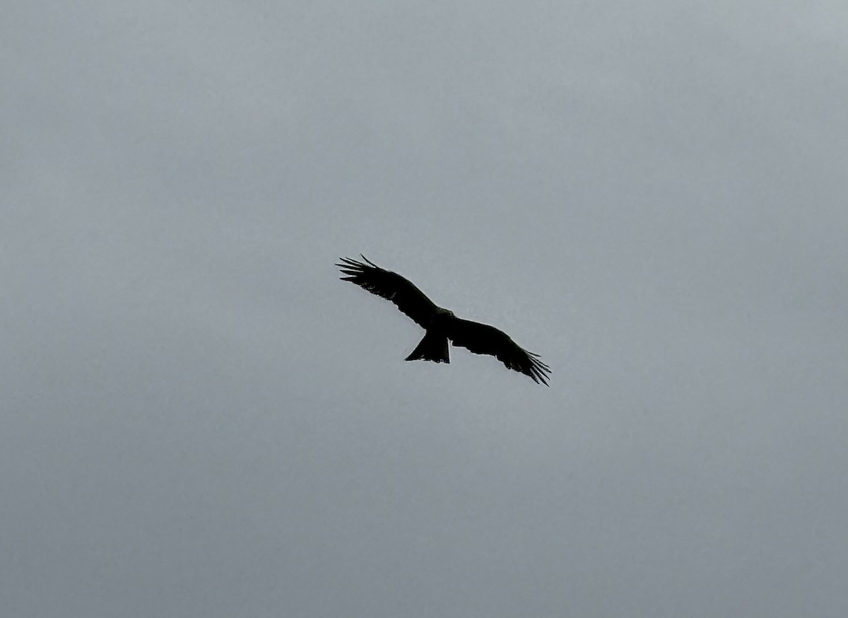 Milan noir - ML654885760