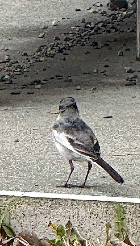 Bergeronnette grise - ML654885841