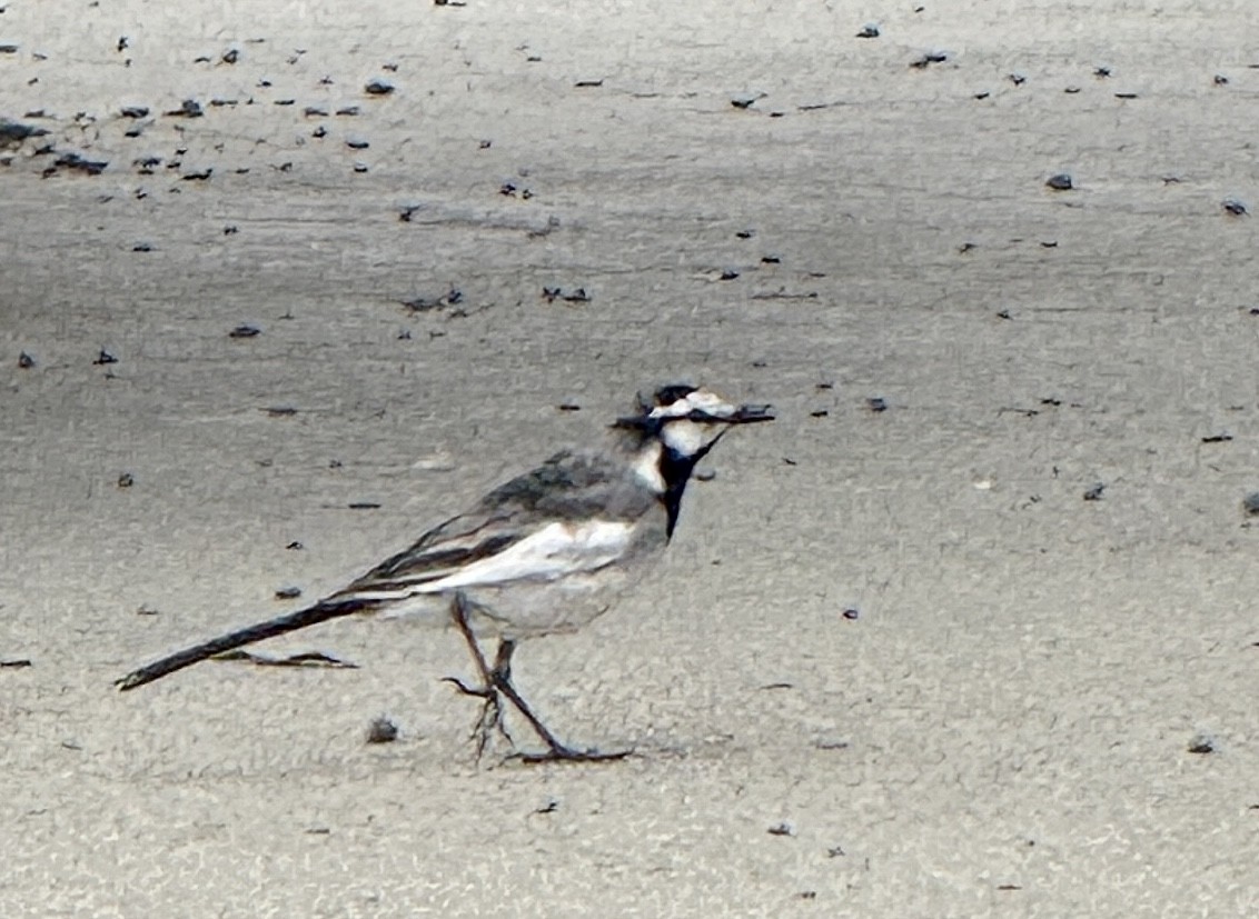 Bergeronnette grise - ML654885842