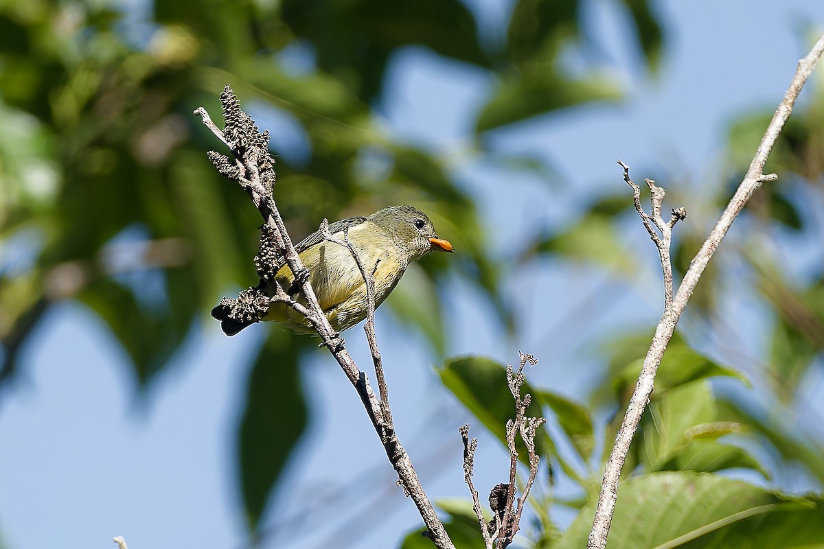 Fire-throated Flowerpecker - ML654885933