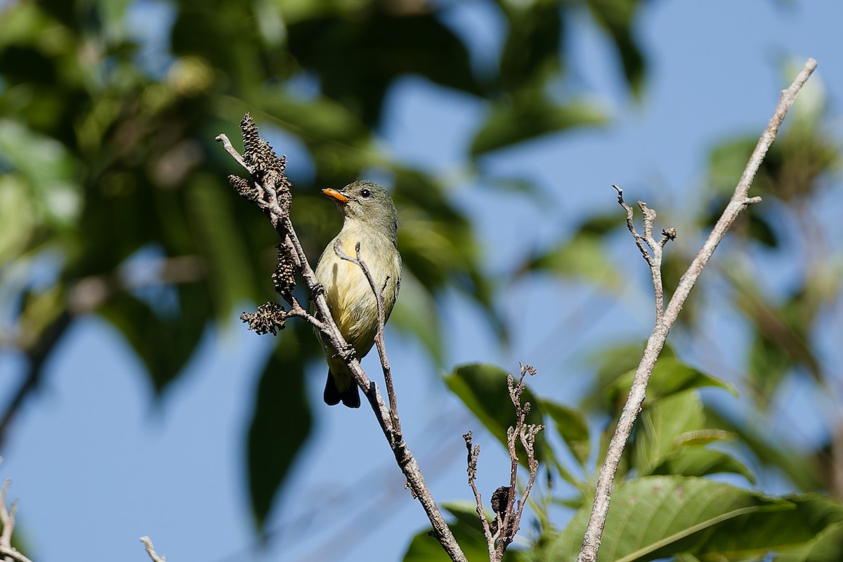 Fire-throated Flowerpecker - ML654885934