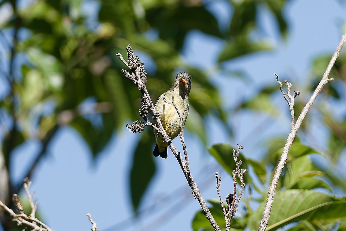 Fire-throated Flowerpecker - ML654885935