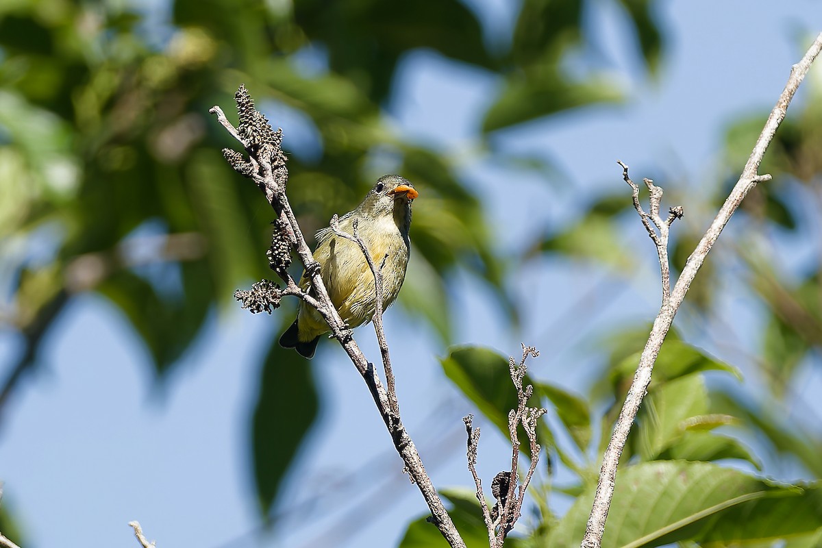 Fire-throated Flowerpecker - ML654885936