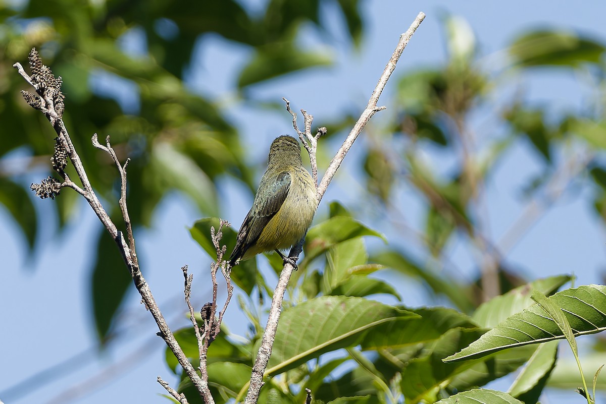 Fire-throated Flowerpecker - ML654885937