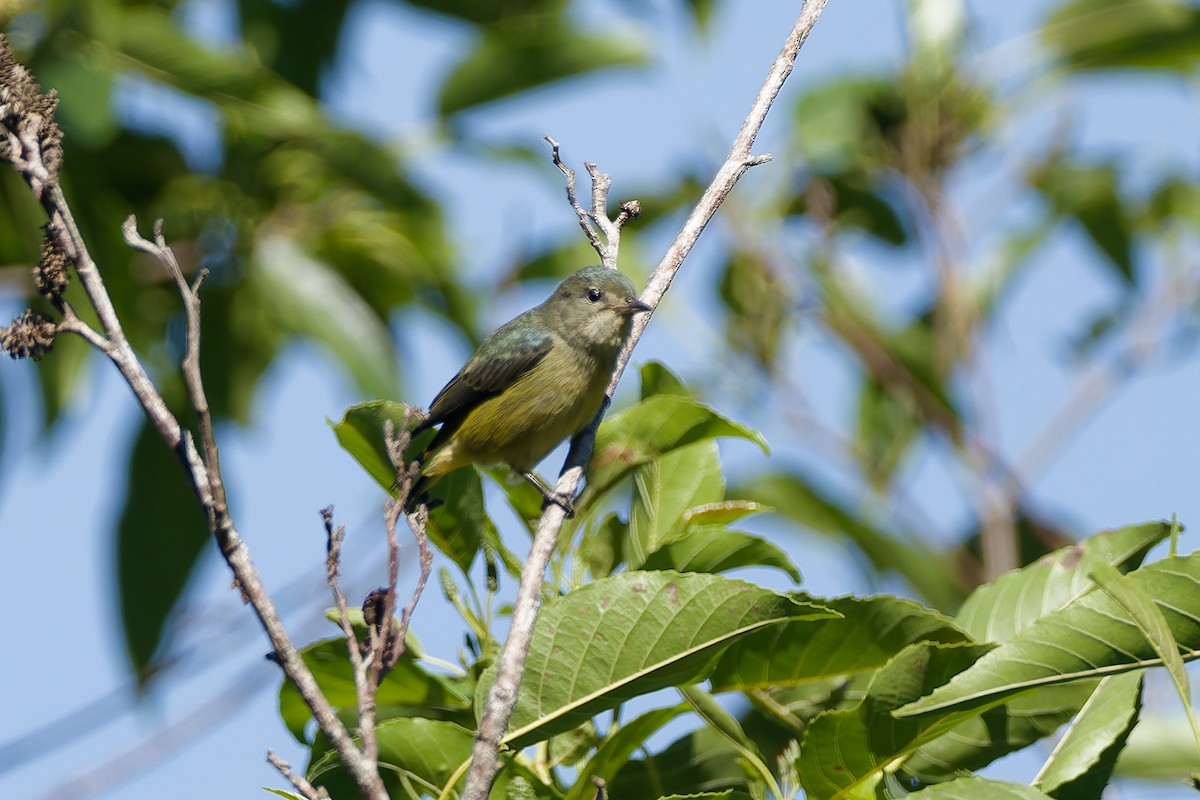 Fire-throated Flowerpecker - ML654885938