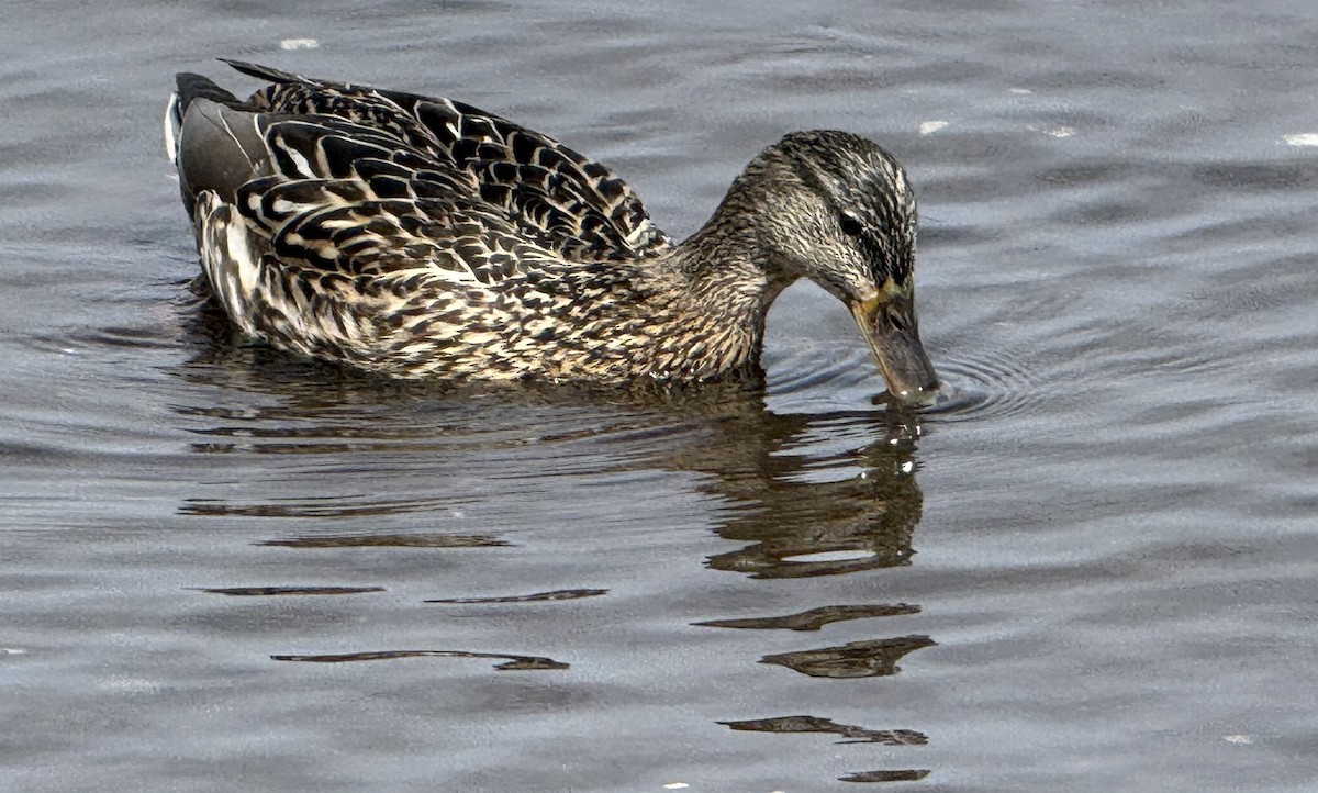 Canard colvert - ML654885980