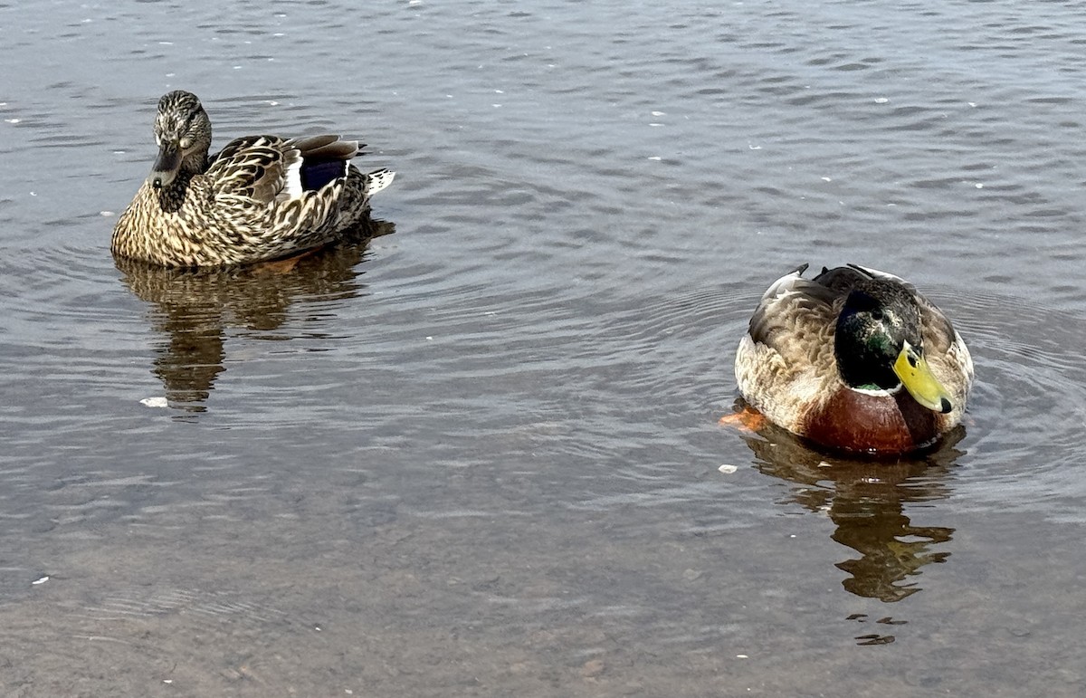 Canard colvert - ML654885981