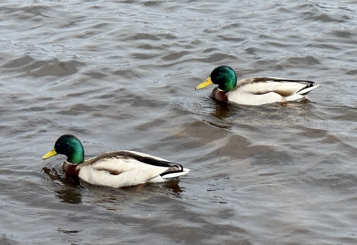 Canard colvert - ML654885982