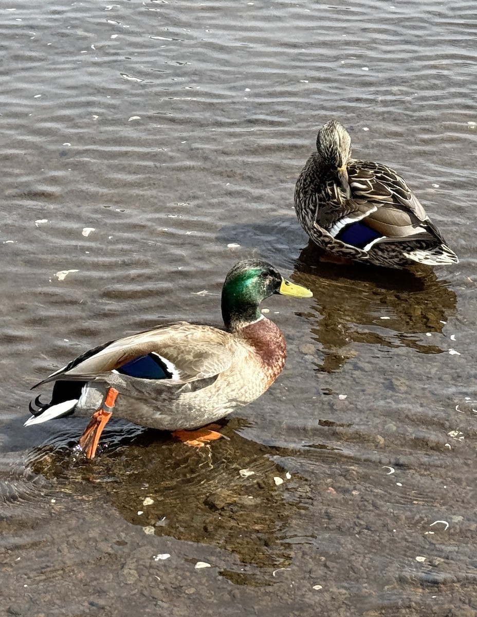 Canard colvert - ML654885983