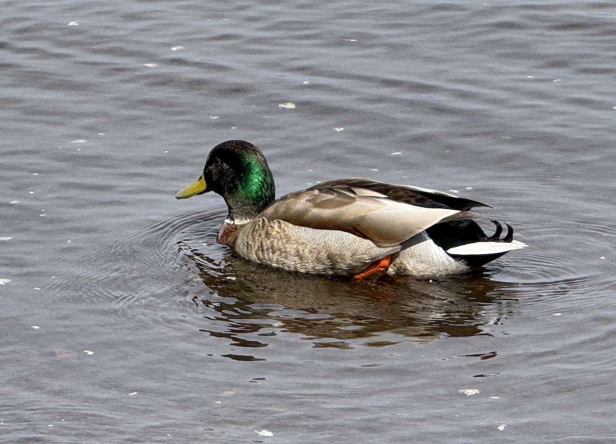Canard colvert - ML654885984