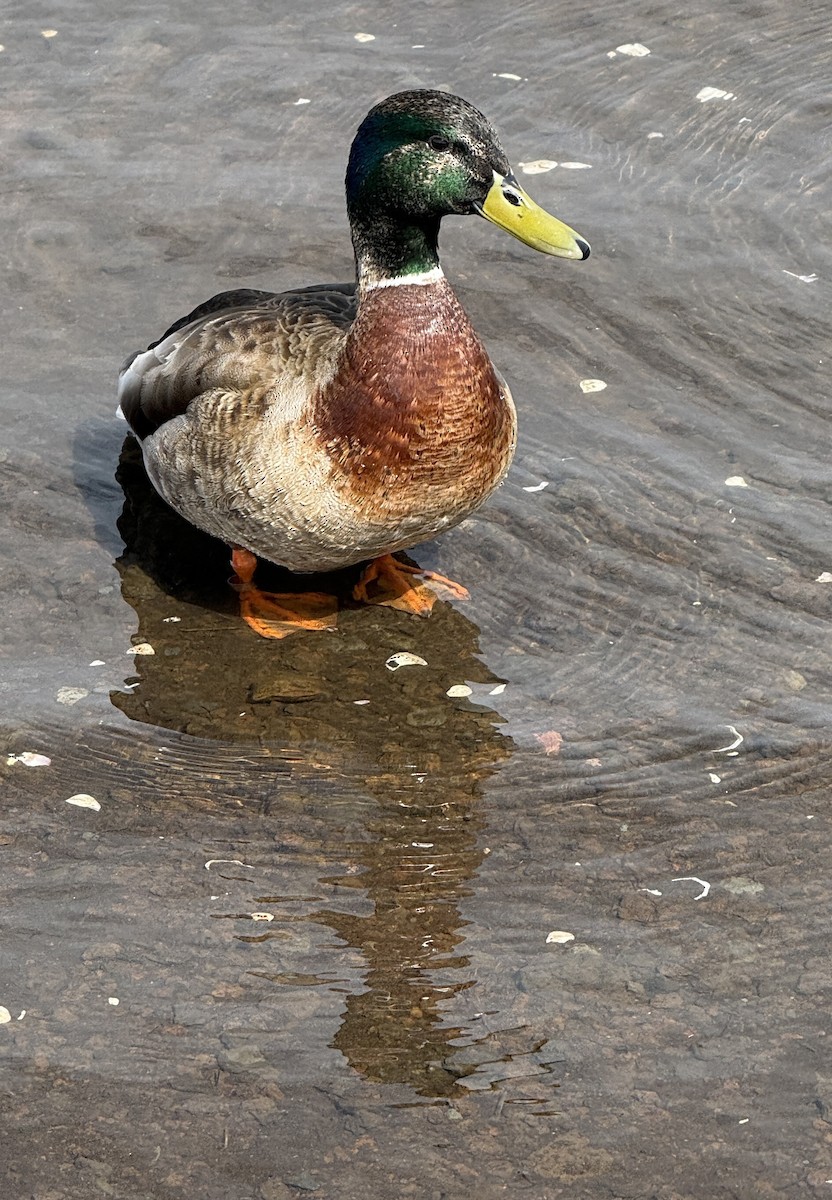 Canard colvert - ML654885985