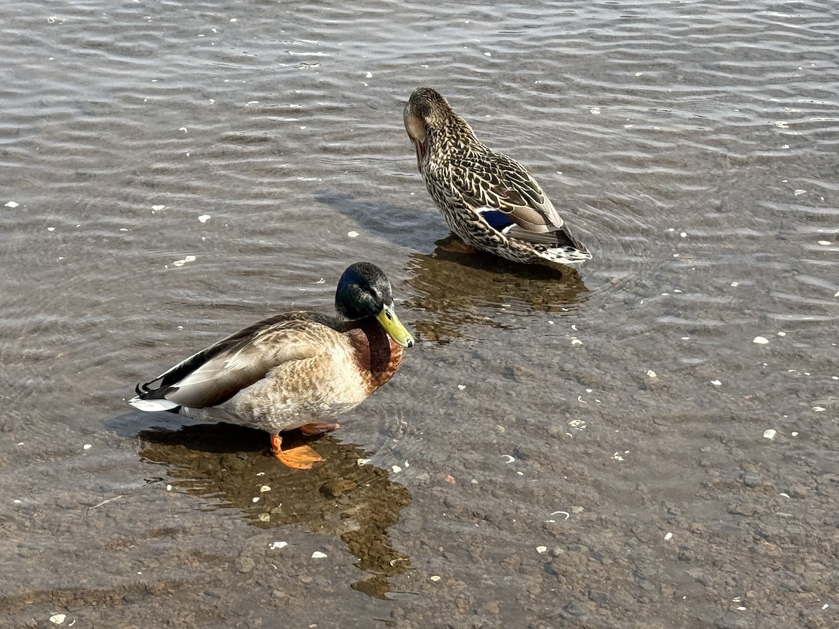 Canard colvert - ML654885986