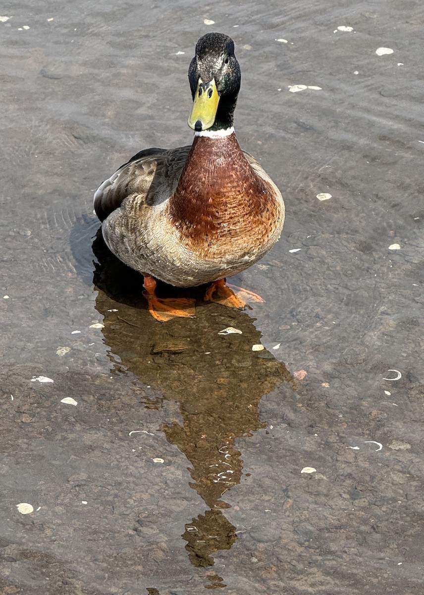 Canard colvert - ML654885987