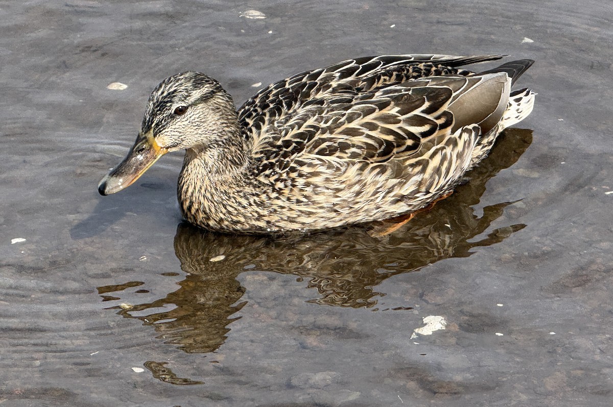 Canard colvert - ML654885988