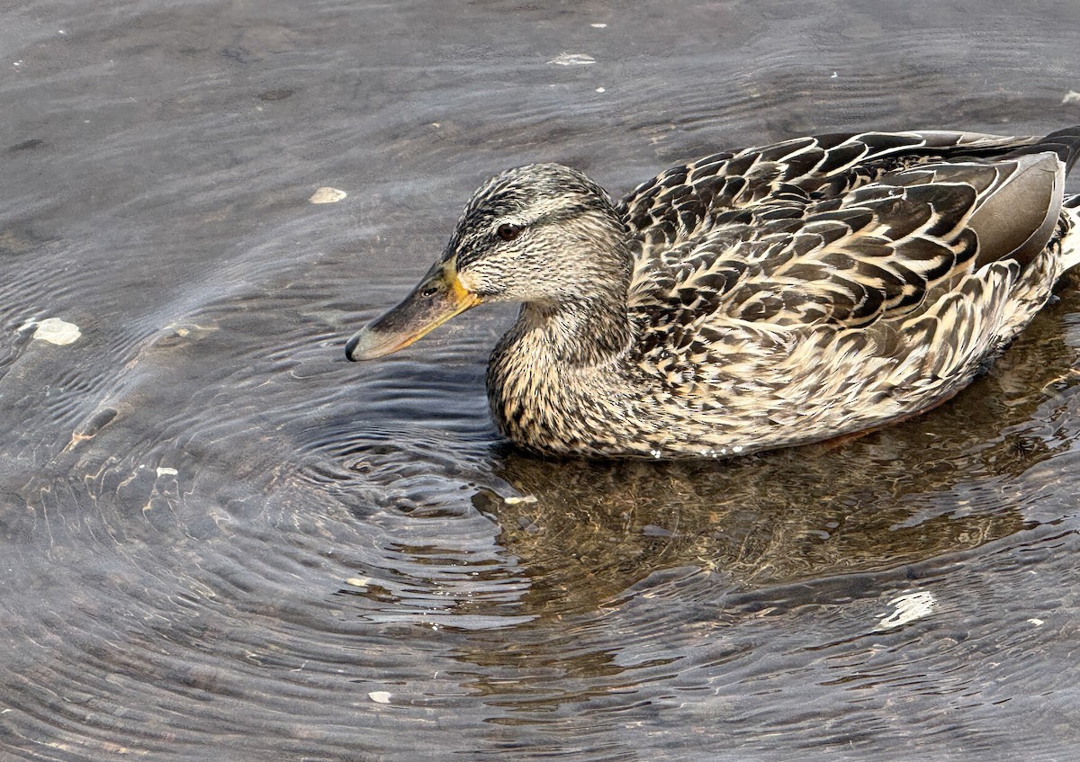 Canard colvert - ML654885989