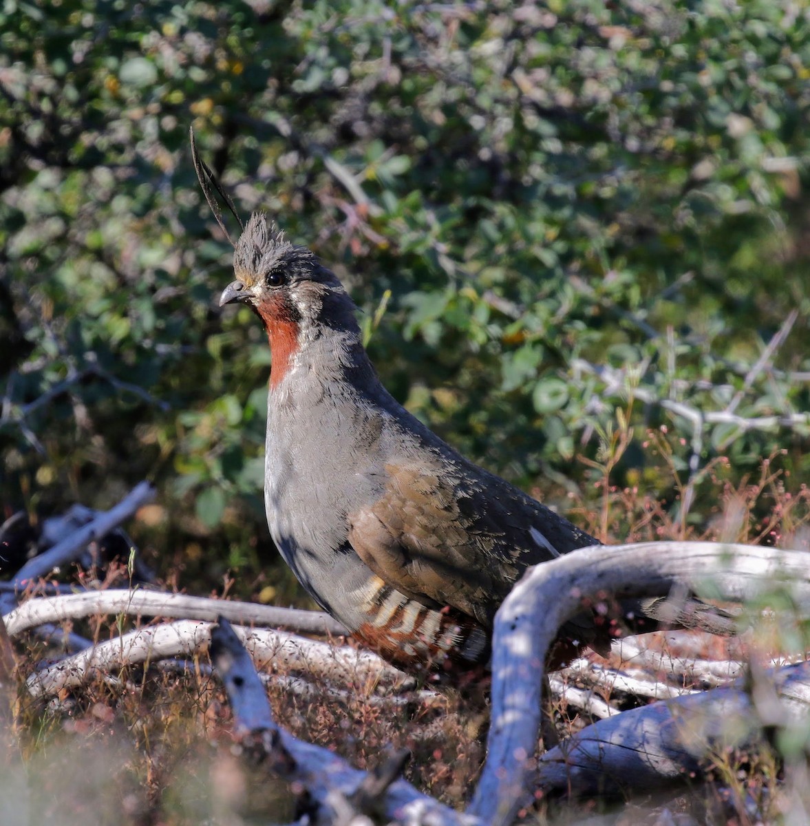 Mountain Quail - Keith Leland