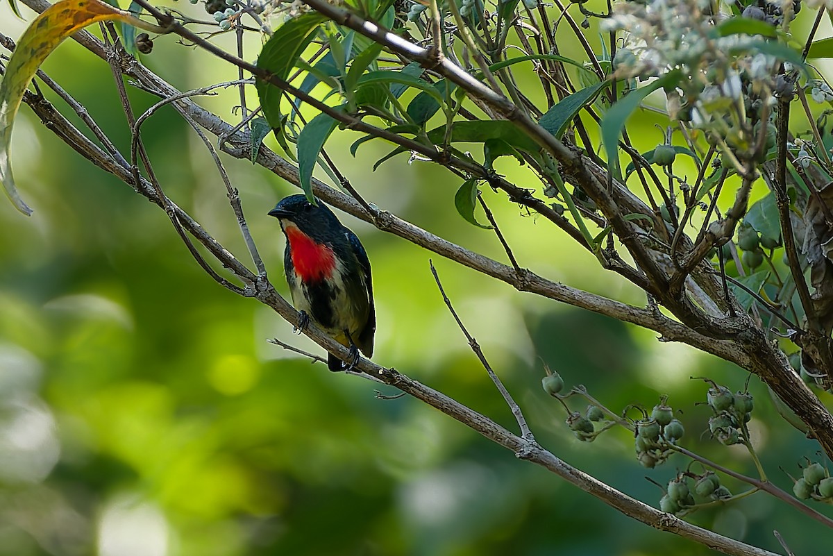Fire-throated Flowerpecker - ML654886545