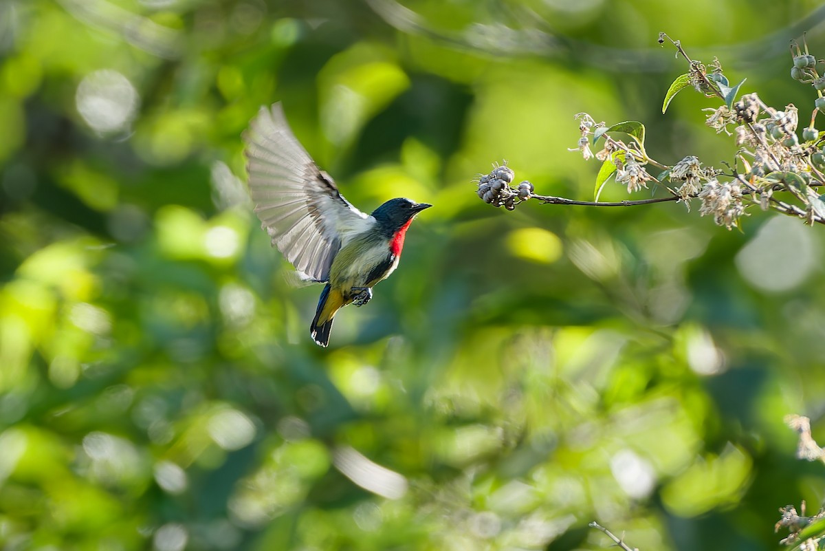 Fire-throated Flowerpecker - ML654886546