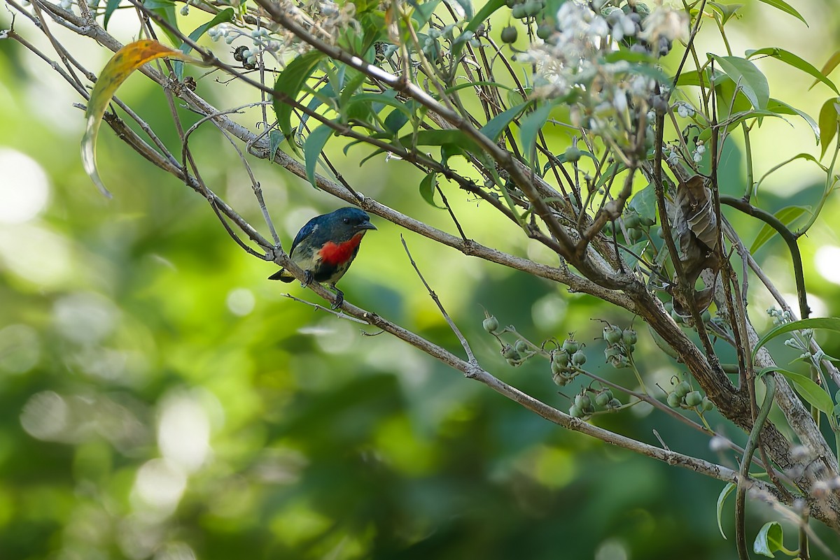Fire-throated Flowerpecker - ML654886547