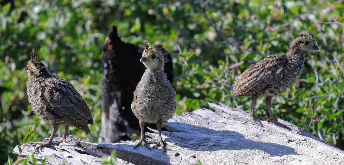 Mountain Quail - ML65488691