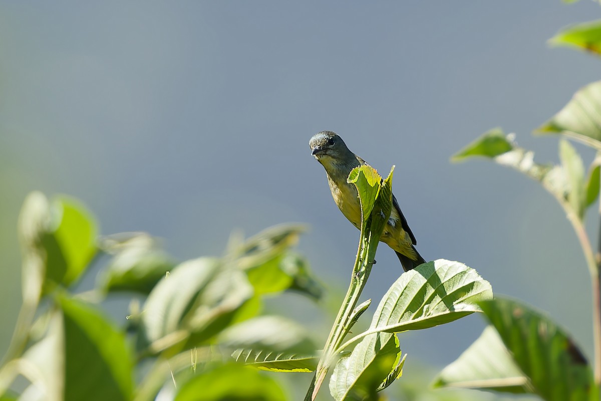 Fire-throated Flowerpecker - ML654886969