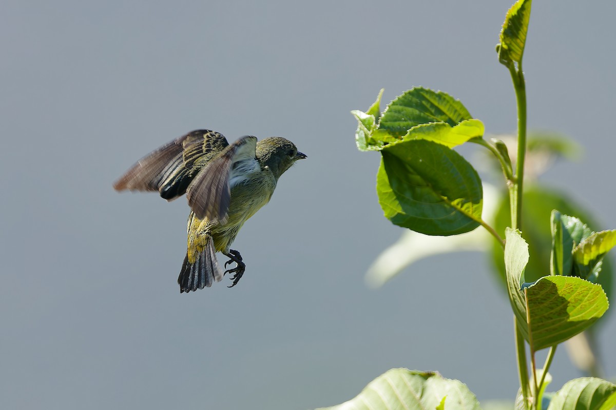 Fire-throated Flowerpecker - ML654886970