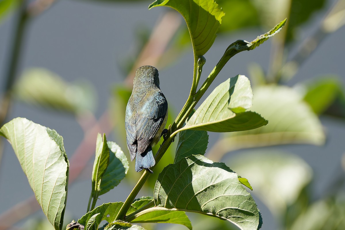 Fire-throated Flowerpecker - ML654886971