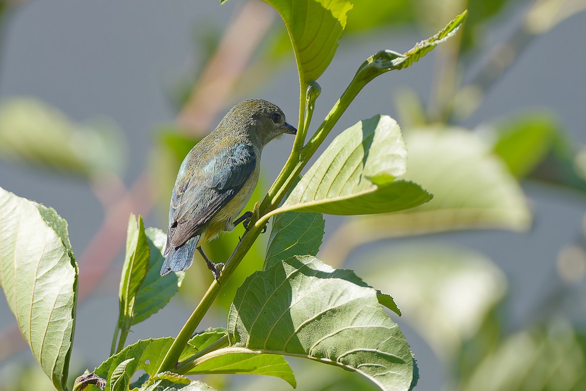 Fire-throated Flowerpecker - ML654886972