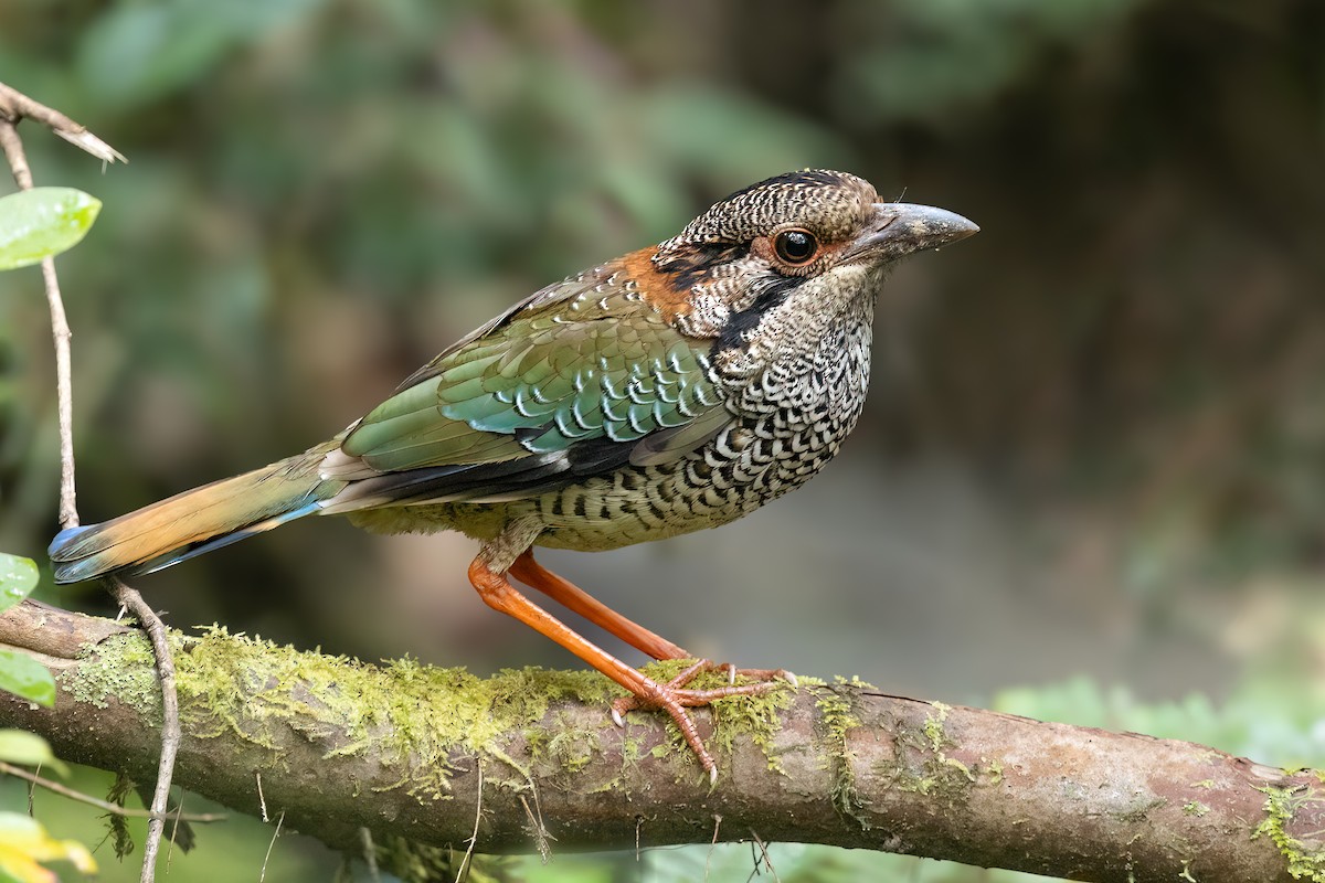 Brachyptérolle écaillé - ML654887015