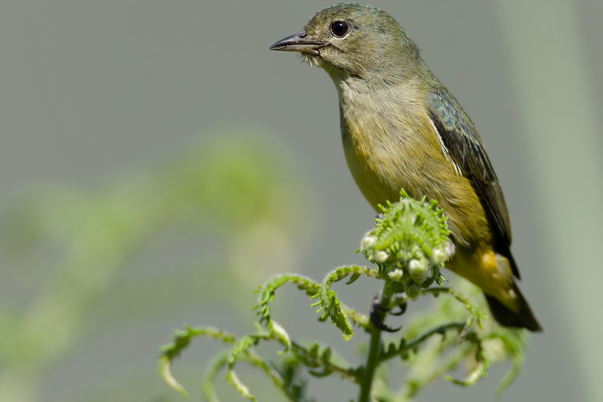 Fire-throated Flowerpecker - ML654887212