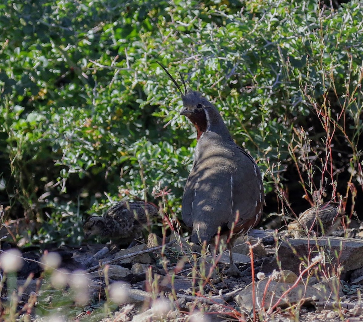 Mountain Quail - Keith Leland