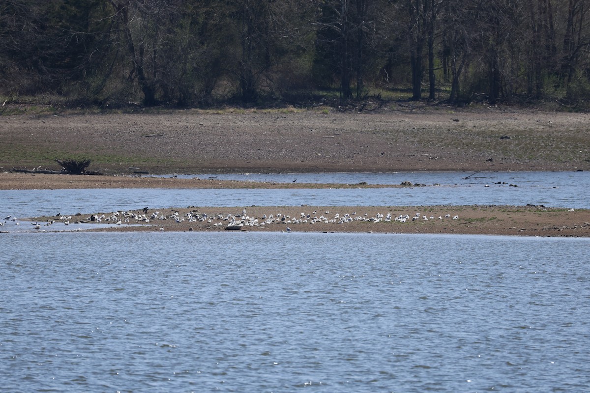 racek sp. - ML654888424