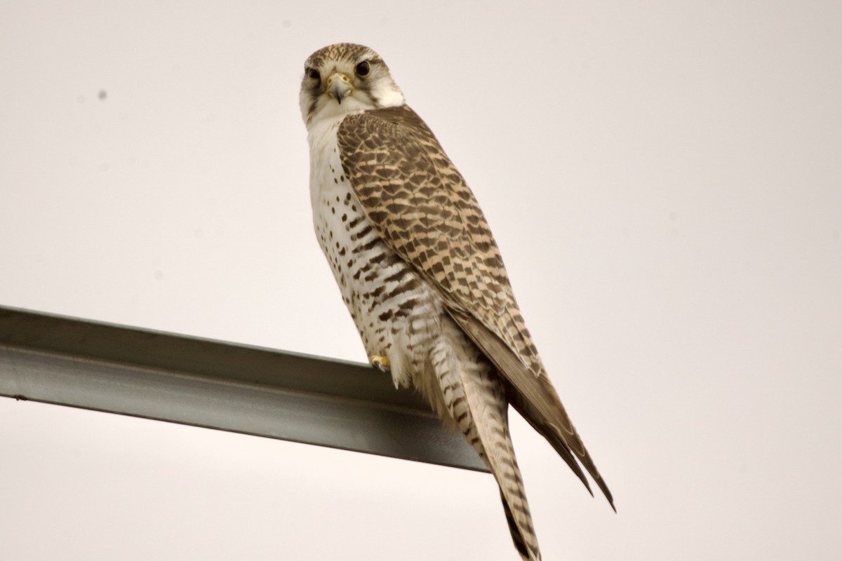 Saker Falcon - ML654888652