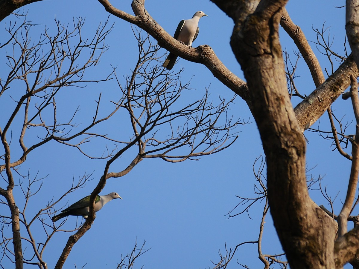 Green Imperial-Pigeon (Green) - ML654888807