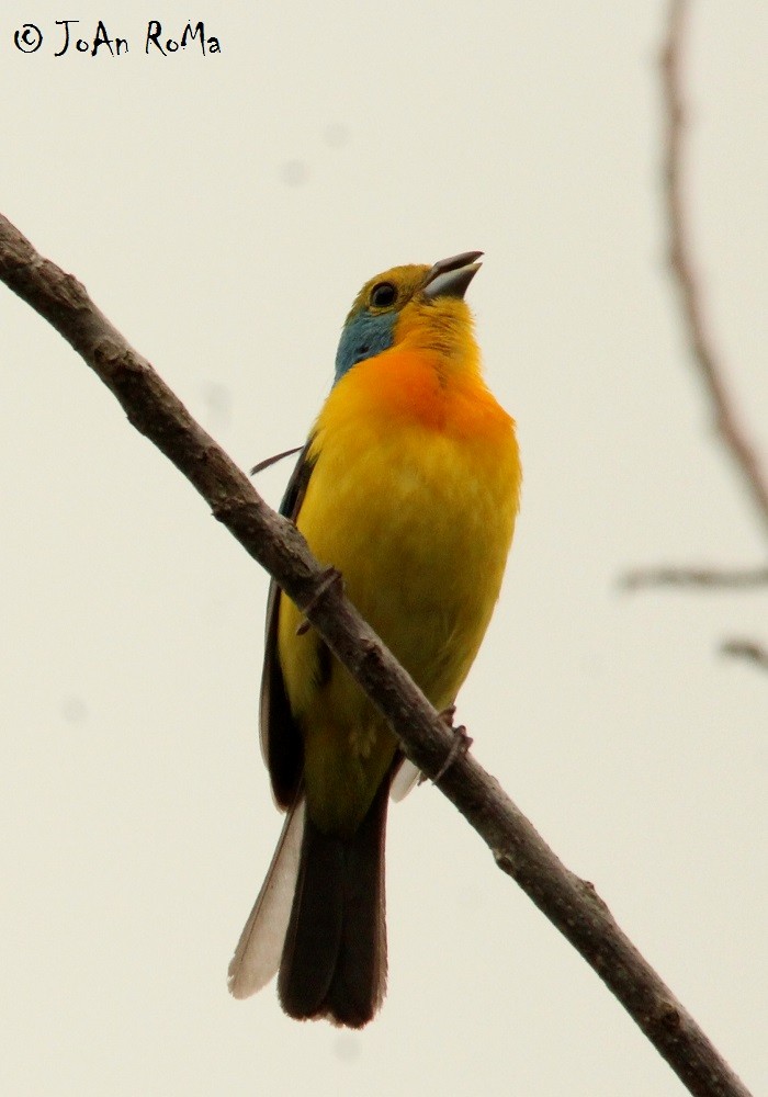 Orange-breasted Bunting - ML65488931