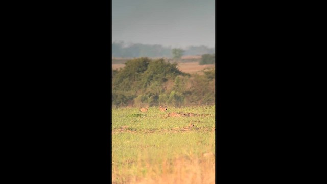 ソウゲンライチョウ（attwateri） - ML654889609