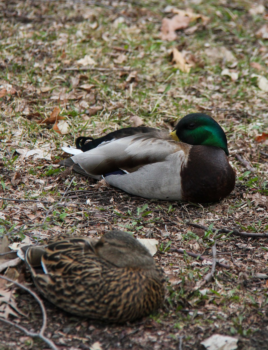 マガモ - ML654889624