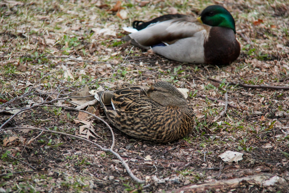マガモ - ML654889625