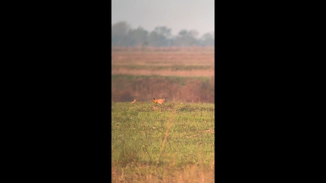 ソウゲンライチョウ（attwateri） - ML654889628