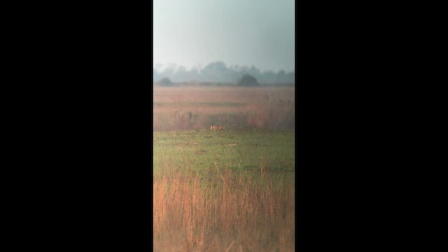 ソウゲンライチョウ（attwateri） - ML654889633