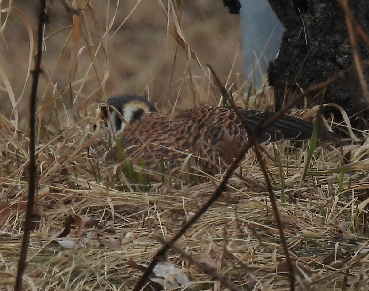 アメリカチョウゲンボウ - ML654889636