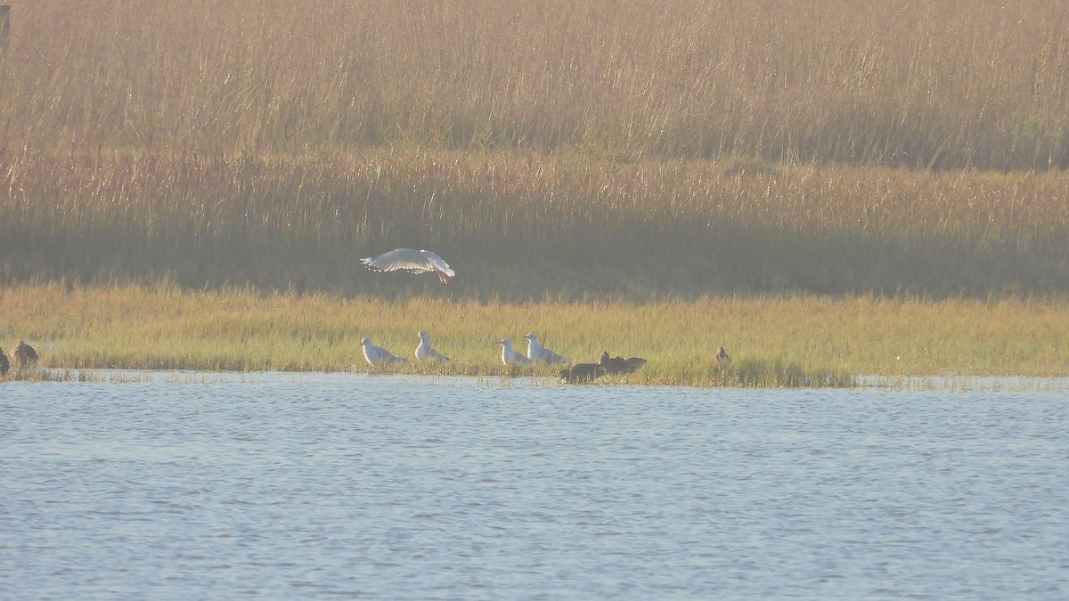 racek sp. - ML654889913