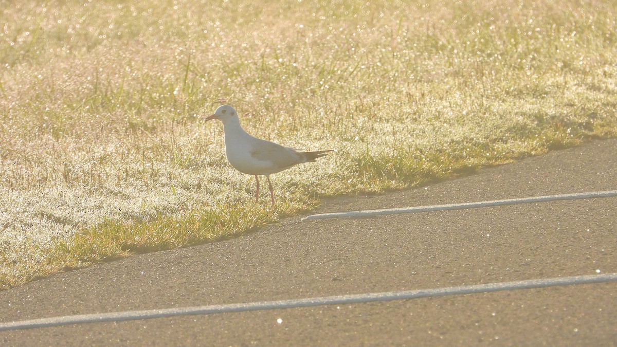 racek sp. - ML654889914