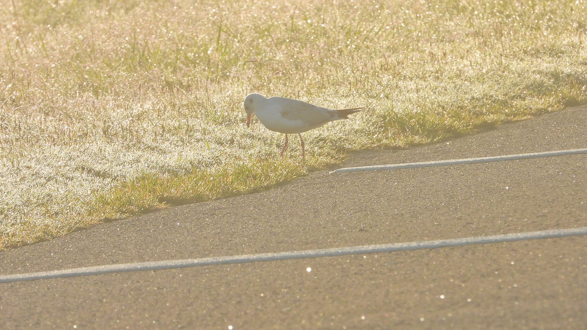 racek sp. - ML654889915